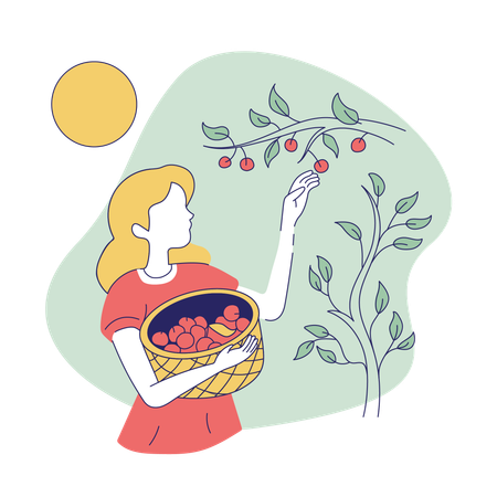 Femme cueillant des fruits  Illustration