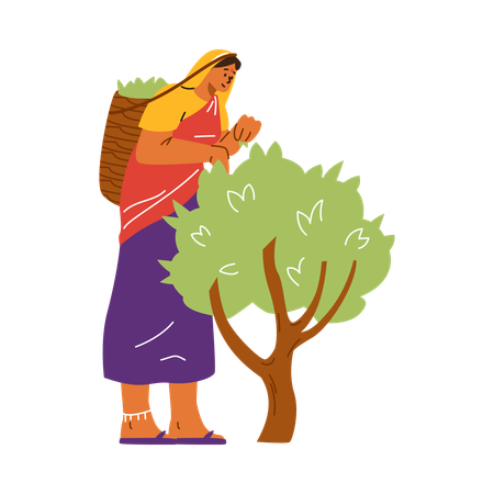 Une femme indienne cueille des feuilles de thé dans un buisson  Illustration