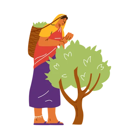 Une femme indienne cueille des feuilles de thé dans un buisson  Illustration