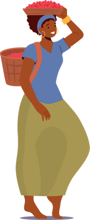 Une femme transporte des grains de café dans le panier  Illustration