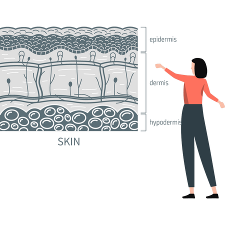 Femme présentant des couches cutanées  Illustration