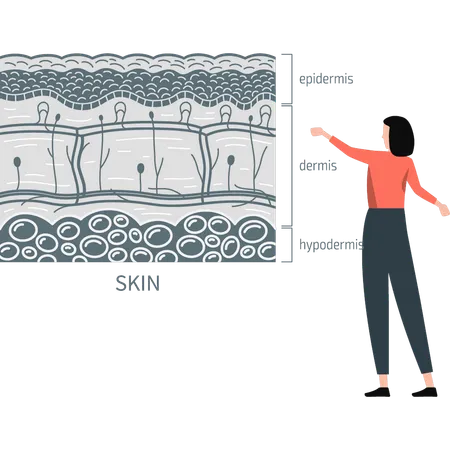 Femme présentant des couches cutanées  Illustration