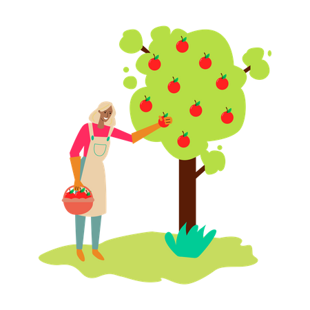 Femme ramassant des pommes dans un arbre  Illustration