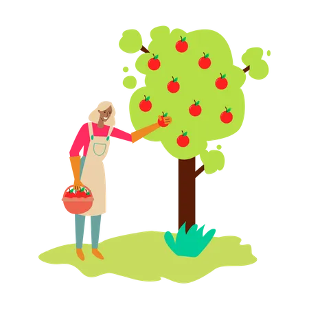 Femme ramassant des pommes dans un arbre  Illustration