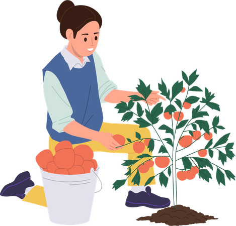 Une femme récolte des tomates pour produire du ketchup aux tomates  Illustration