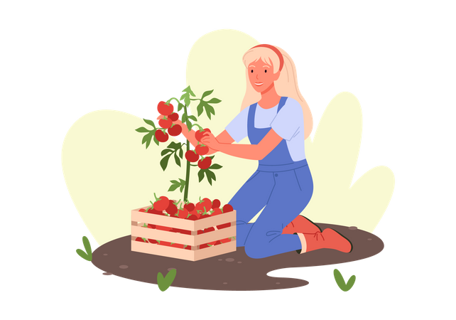 Femme récolte des légumes  Illustration