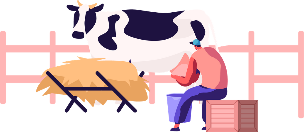 Femme traire une vache à mains nues  Illustration