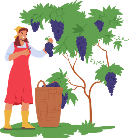 Une femme récolte des raisins dans un vignoble  Illustration