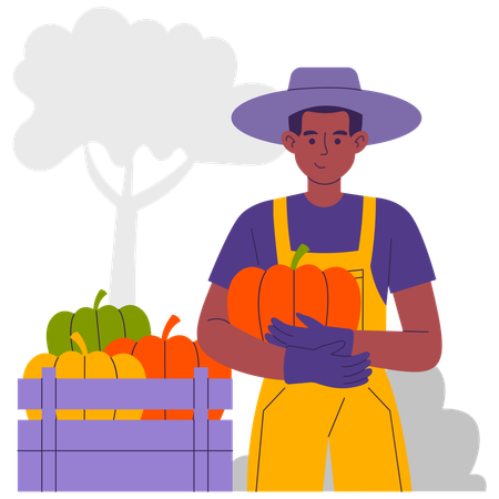 Agriculteur Récolte de citrouilles  Illustration