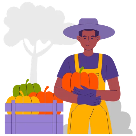 Agriculteur Récolte de citrouilles  Illustration