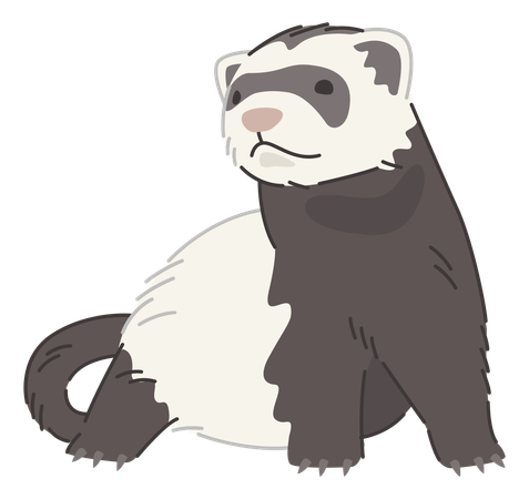 Ferret  Illustration