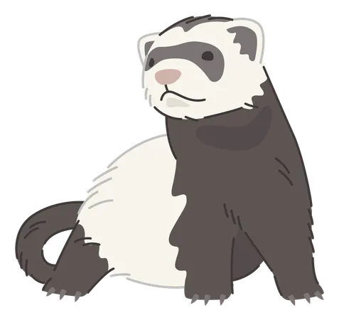 Ferret  Illustration