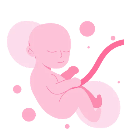 Fetus in the womb  Illustration