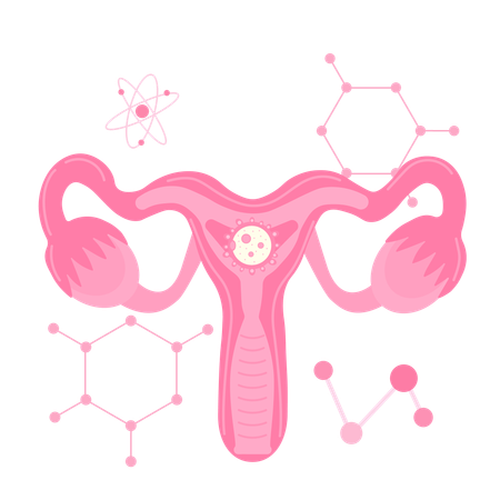 Fetus in utero surrounded by amniotic fluid  Illustration