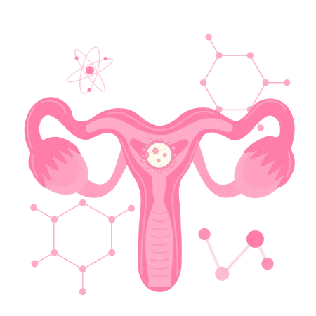 Fetus in utero surrounded by amniotic fluid  Illustration