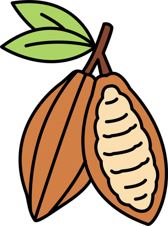 Les fèves de cacao  Illustration