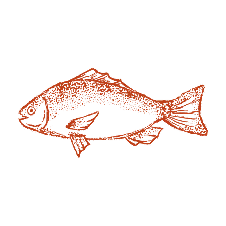 Fisch  Illustration