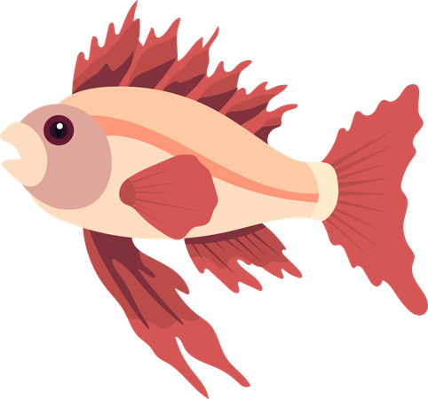 Fish  Illustration