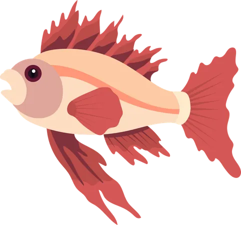 Fish  Illustration