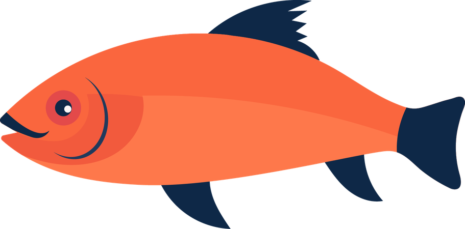 Fish  Illustration