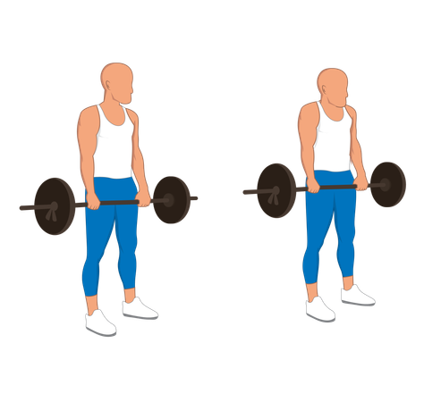 Fitness man doing bicep barbell  Illustration