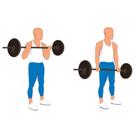 Fitness man doing bicep barbell curl  イラスト