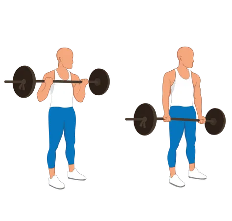 Fitness man doing bicep barbell curl  イラスト