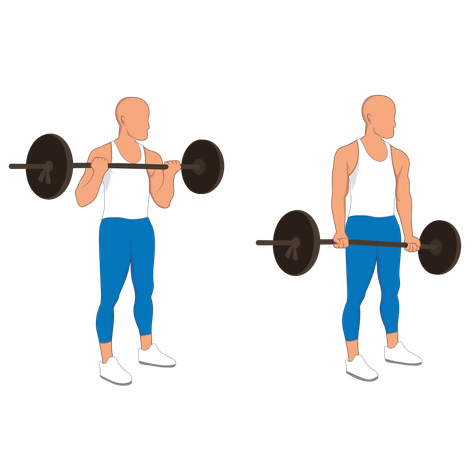 Fitness man doing bicep barbell curl  Illustration
