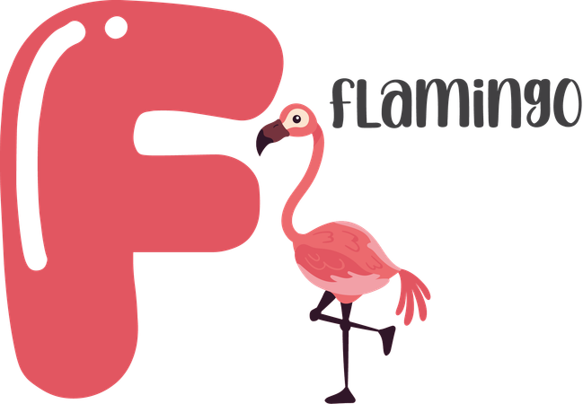 Flamingo  Illustration