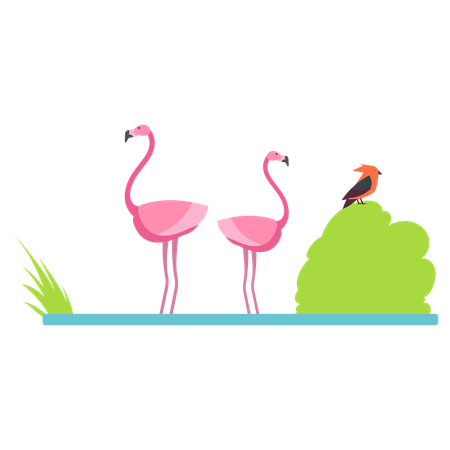 Flamingo at zoo  일러스트레이션