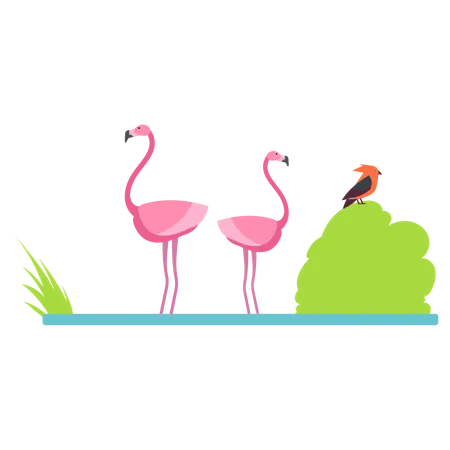 Flamingo at zoo  일러스트레이션