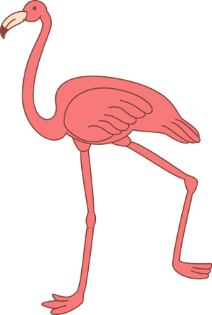 Flamingo  Illustration