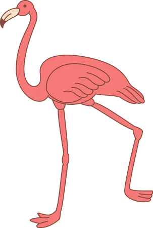 Flamingo  Illustration