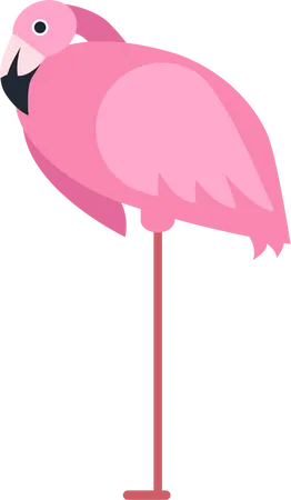 Flamingo  Illustration