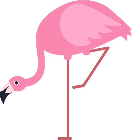 Flamingo  Illustration