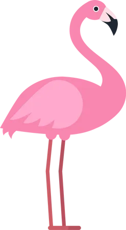 Flamingo  Illustration