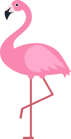 Flamingo  Illustration