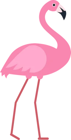 Flamingo  Illustration