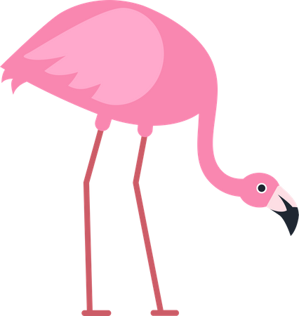 Flamingo  Illustration