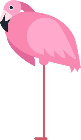 Flamingo  Illustration