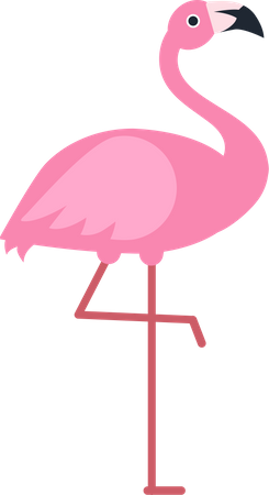 Flamingo  Illustration