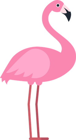 Flamingo  Illustration