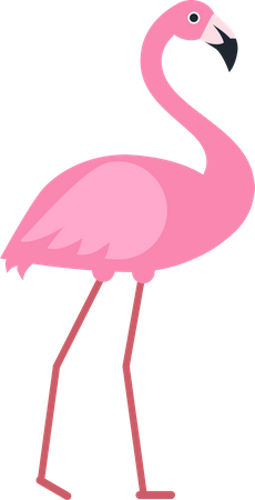 Flamingo  Illustration