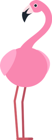 Flamingo  Illustration