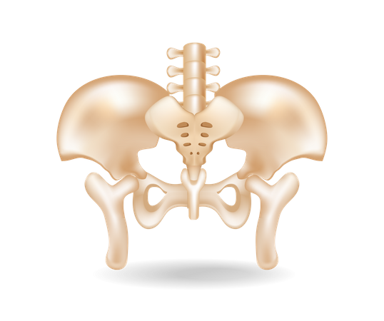 Flat 3d isometric concept illustration of pelvic bone anatomy cut  Illustration