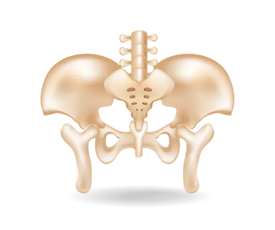 Flat 3d isometric concept illustration of pelvic bone anatomy cut  Illustration