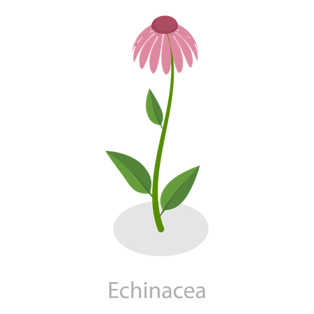 Fleur  Illustration