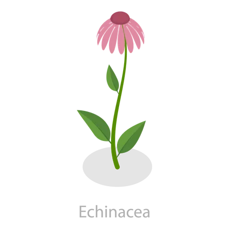 Fleur  Illustration