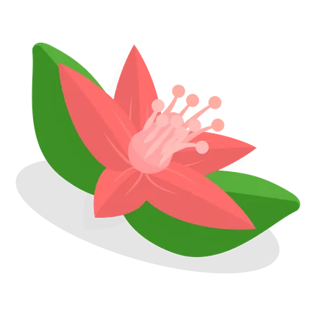 Fleur  Illustration