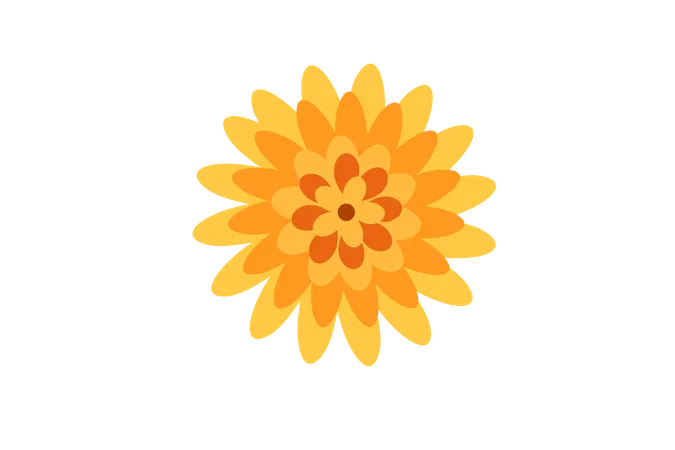 Fleur de chrysanthème orange  Illustration